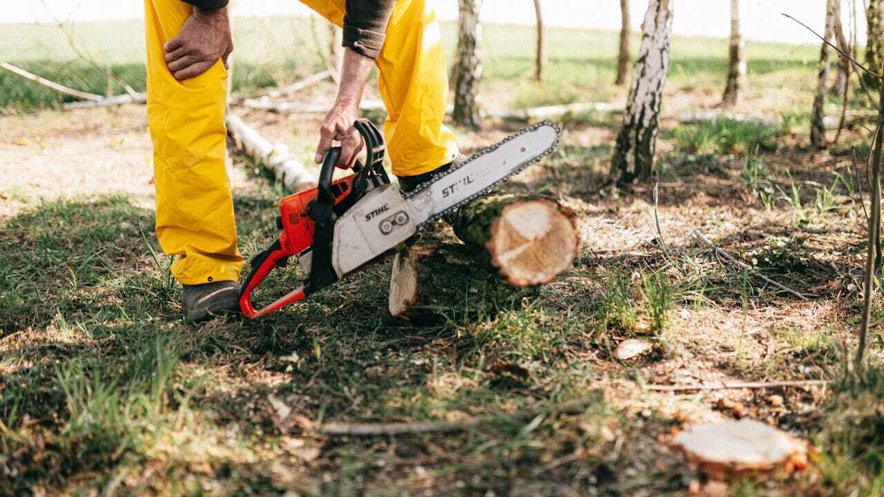 Best Professional Tree Care  in Poplar Bluff, MO